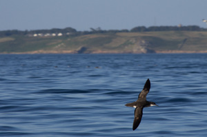 see_Manx_shearwaters_from_a_boat_trip_or_land_St_Marys_in_backgtound_credit_Nathan_Fletcher_.jpg