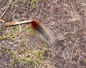 woolly_bear.JPG