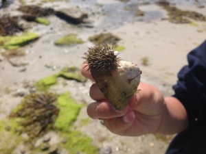 green_urchin.JPG