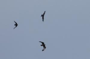 Honey_Buzzard_Tresco_09_June_2016_8.JPG