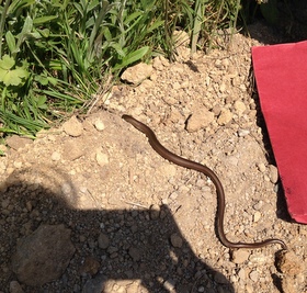 slow_worm.JPG