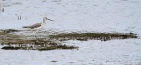 Greenshank_by_Amy_Horn-Norris.jpg