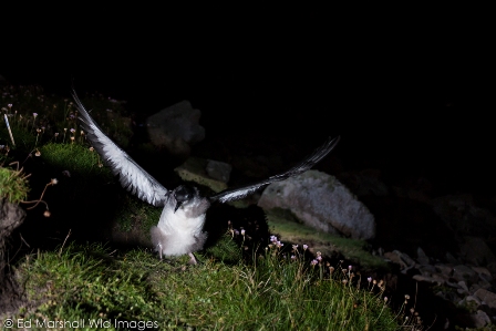 Manx_chick_flapping_samll.jpg