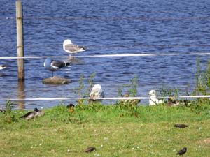 Iceland_Gull_Tresco_3.JPG