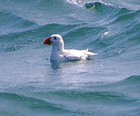 leucistic_puffin1-001.jpg