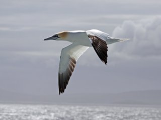 Nigel_Climpson_gannet_Ad1.jpg