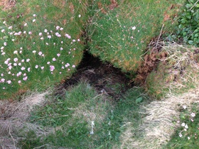manx_burrow.JPG