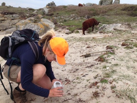 cows_and_pitfalls.JPG