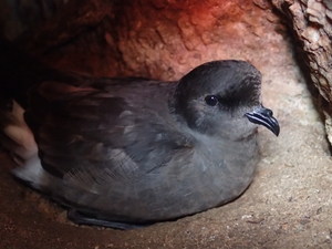 storm_petrel_adult_incubating_egg_Castle_Bryher._Credit_Amy_Horn_Norris__.JPG