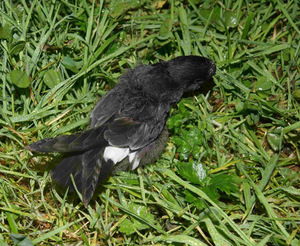 Storm_petrel_chick_on_St_Agnes_October_2015._Photo_David_Price.jpg