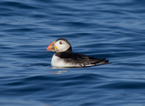 Puffin_close.jpg